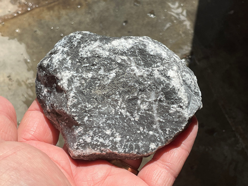 270g Tasmanian Fossilised Coral Specimen C