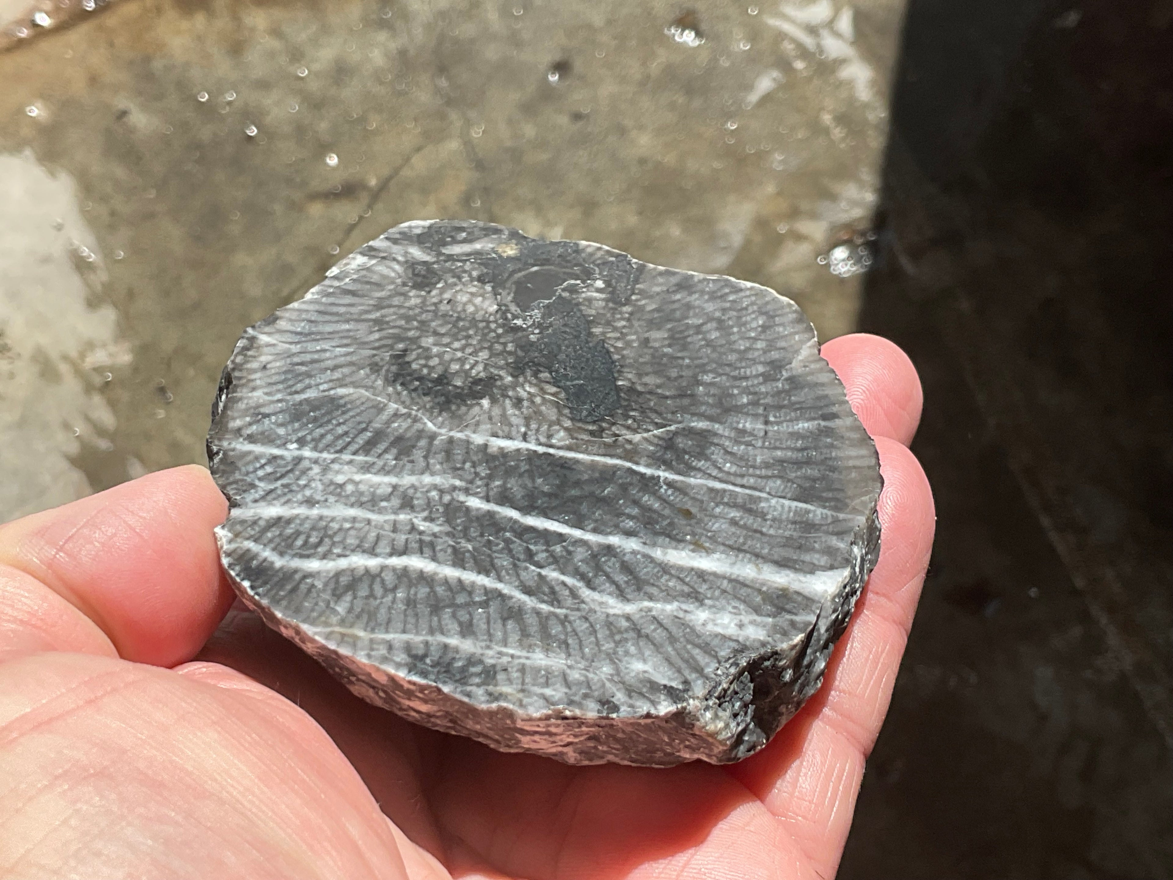 270g Tasmanian Fossilised Coral Specimen C