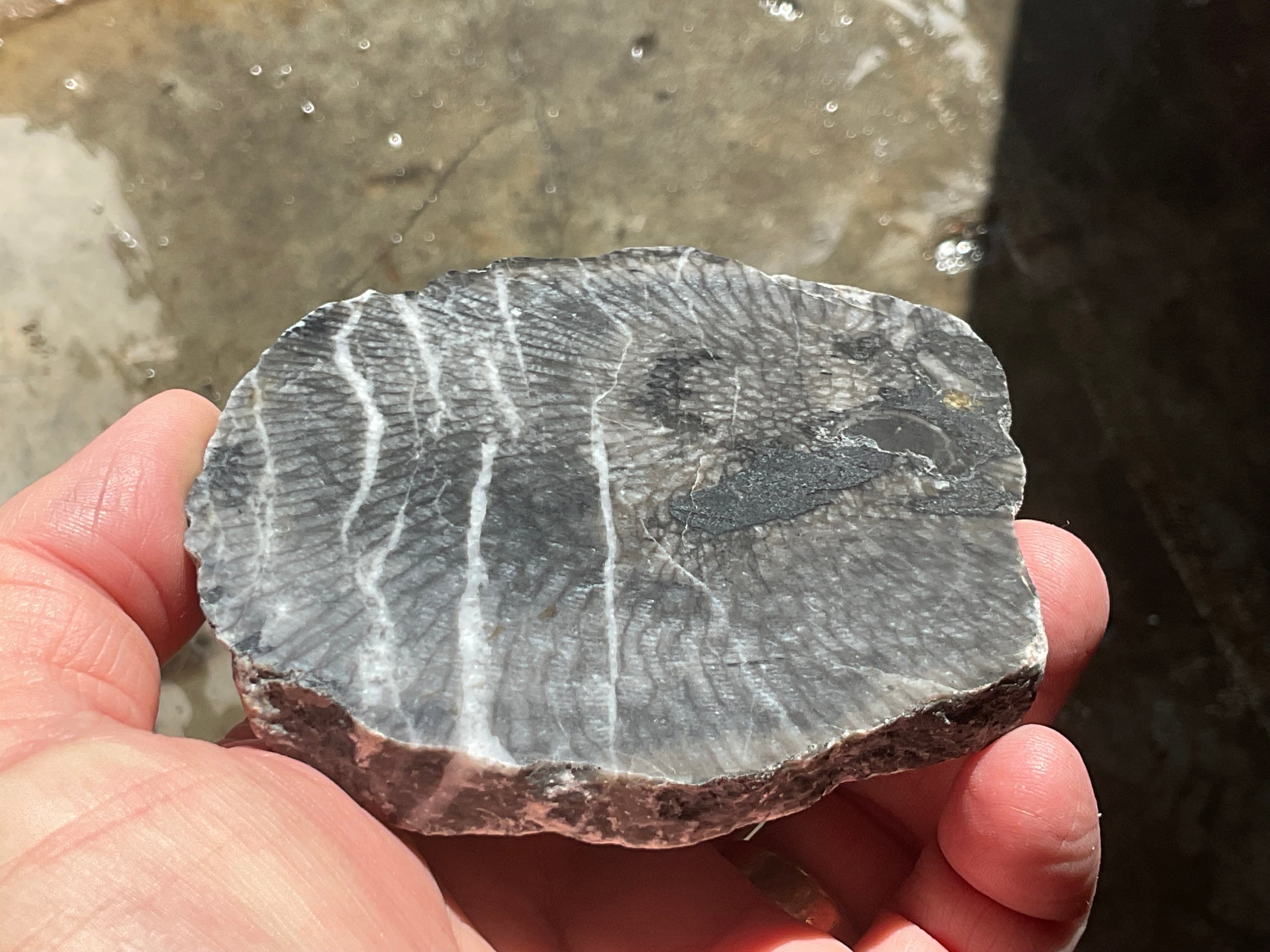 270g Tasmanian Fossilised Coral Specimen C