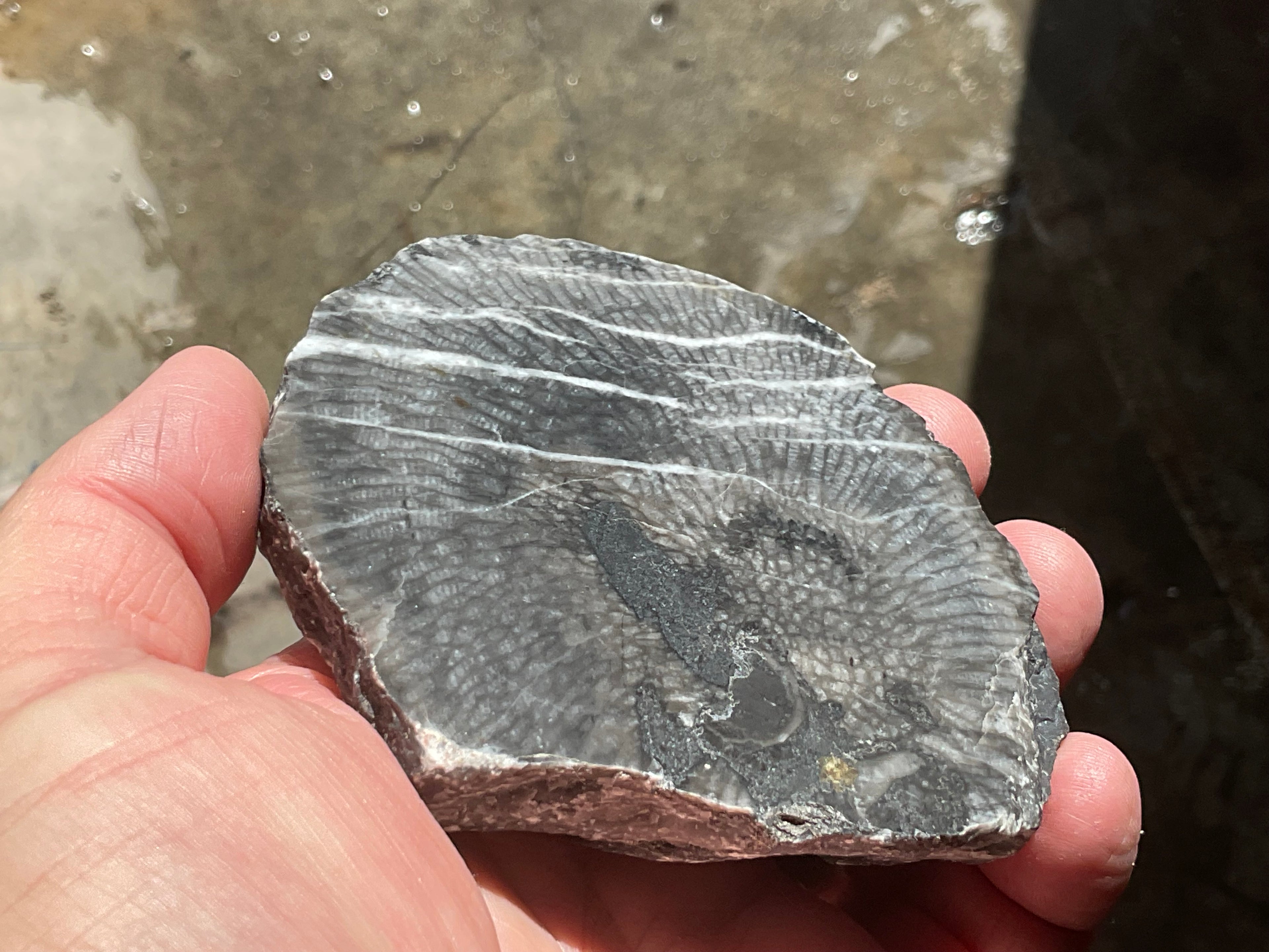 270g Tasmanian Fossilised Coral Specimen C