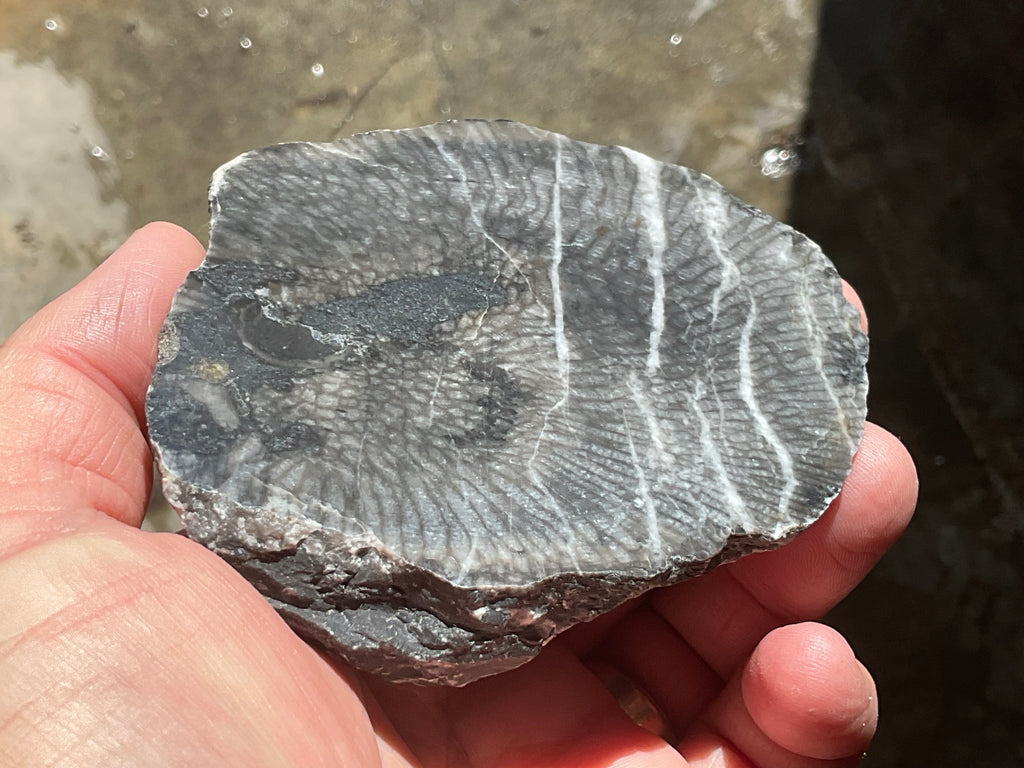 270g Tasmanian Fossilised Coral Specimen C