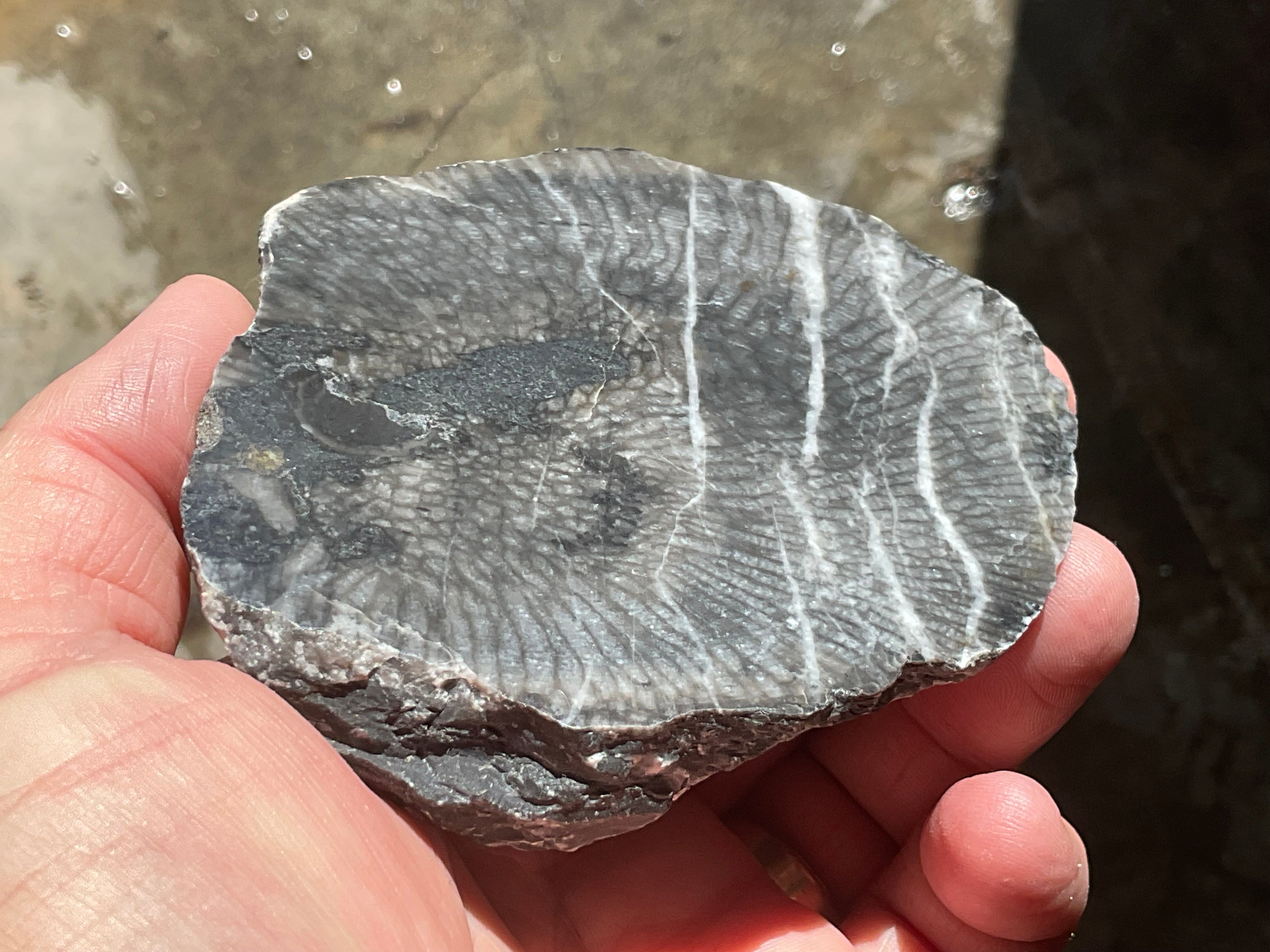 270g Tasmanian Fossilised Coral Specimen C