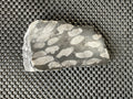 318g Tasmanian Fossilised Coral Specimen E