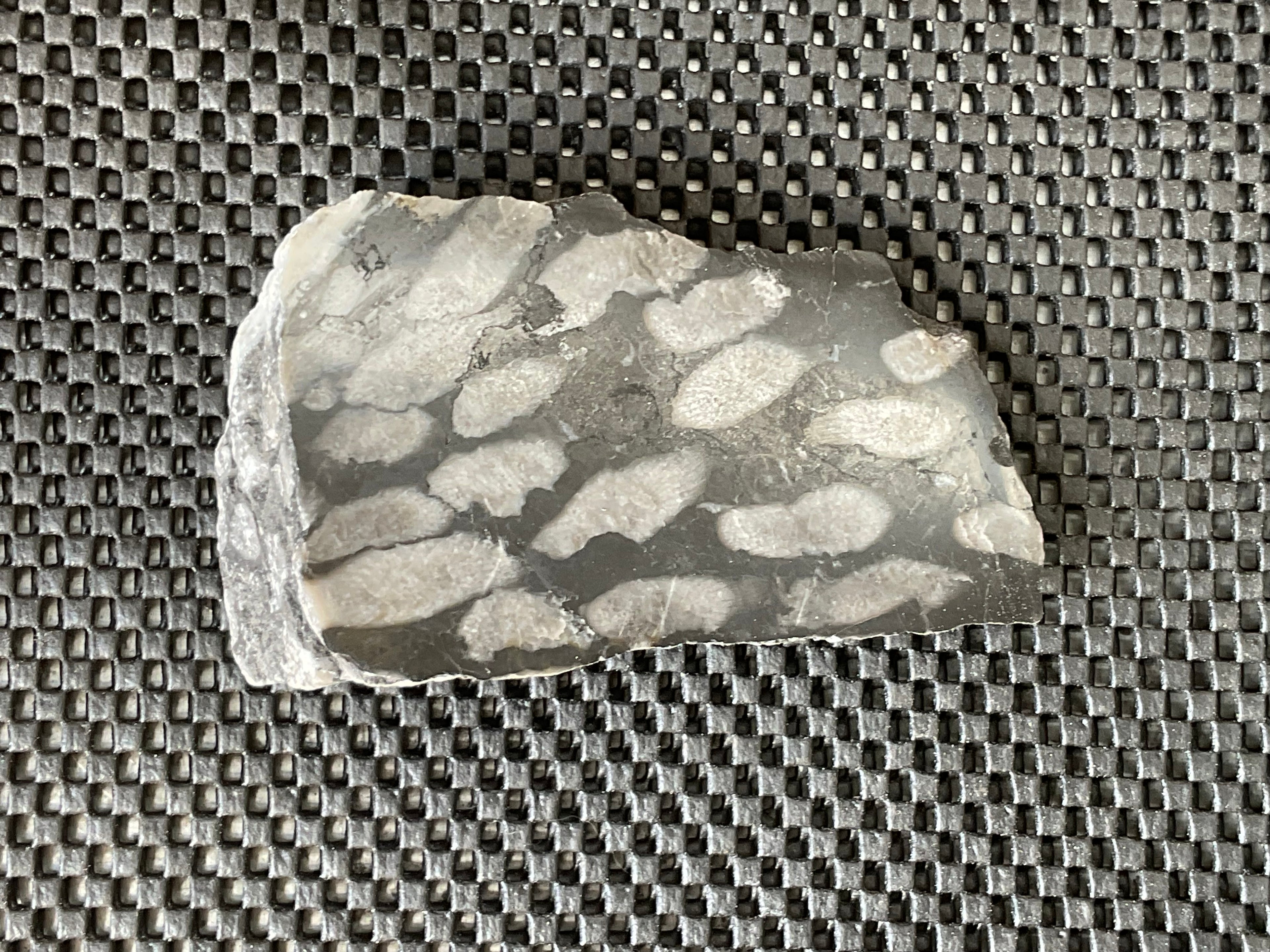 318g Tasmanian Fossilised Coral Specimen E