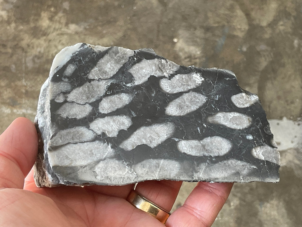 318g Tasmanian Fossilised Coral Specimen E