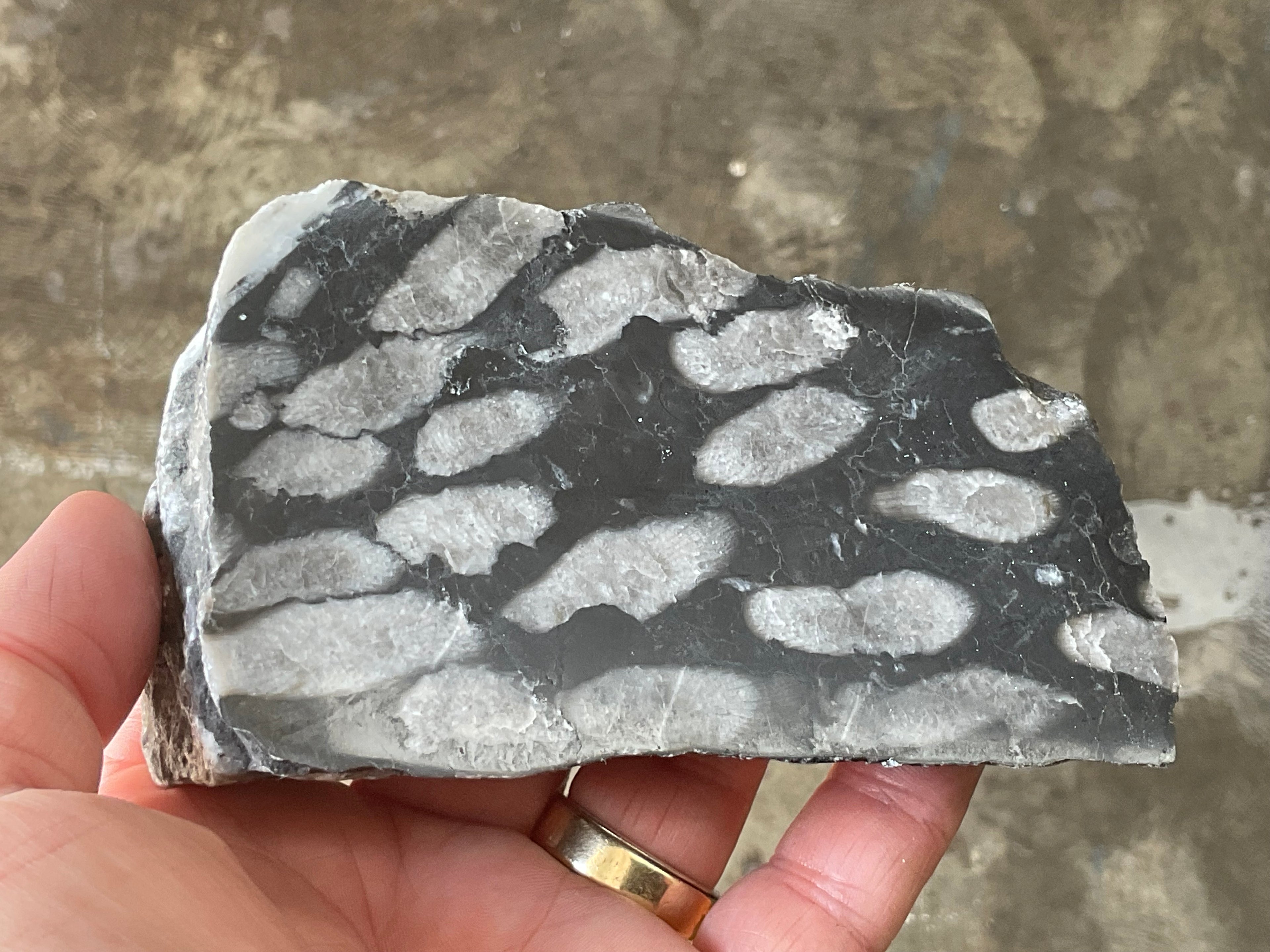 318g Tasmanian Fossilised Coral Specimen E