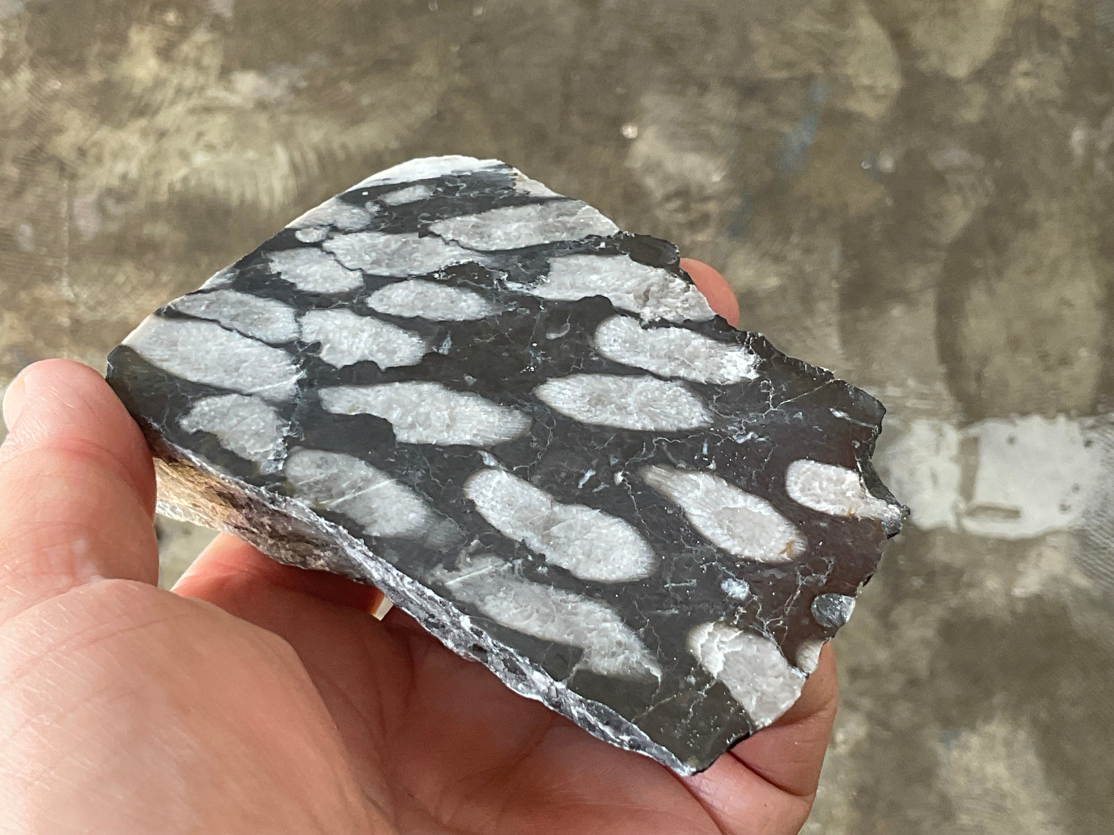 318g Tasmanian Fossilised Coral Specimen E