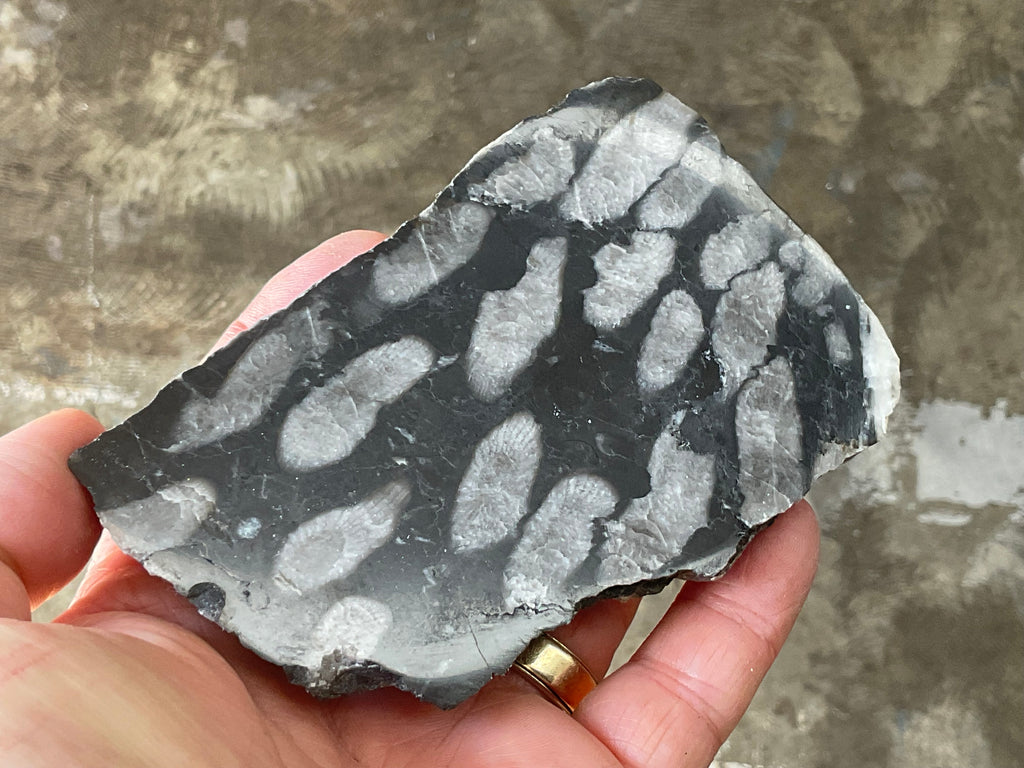 318g Tasmanian Fossilised Coral Specimen E