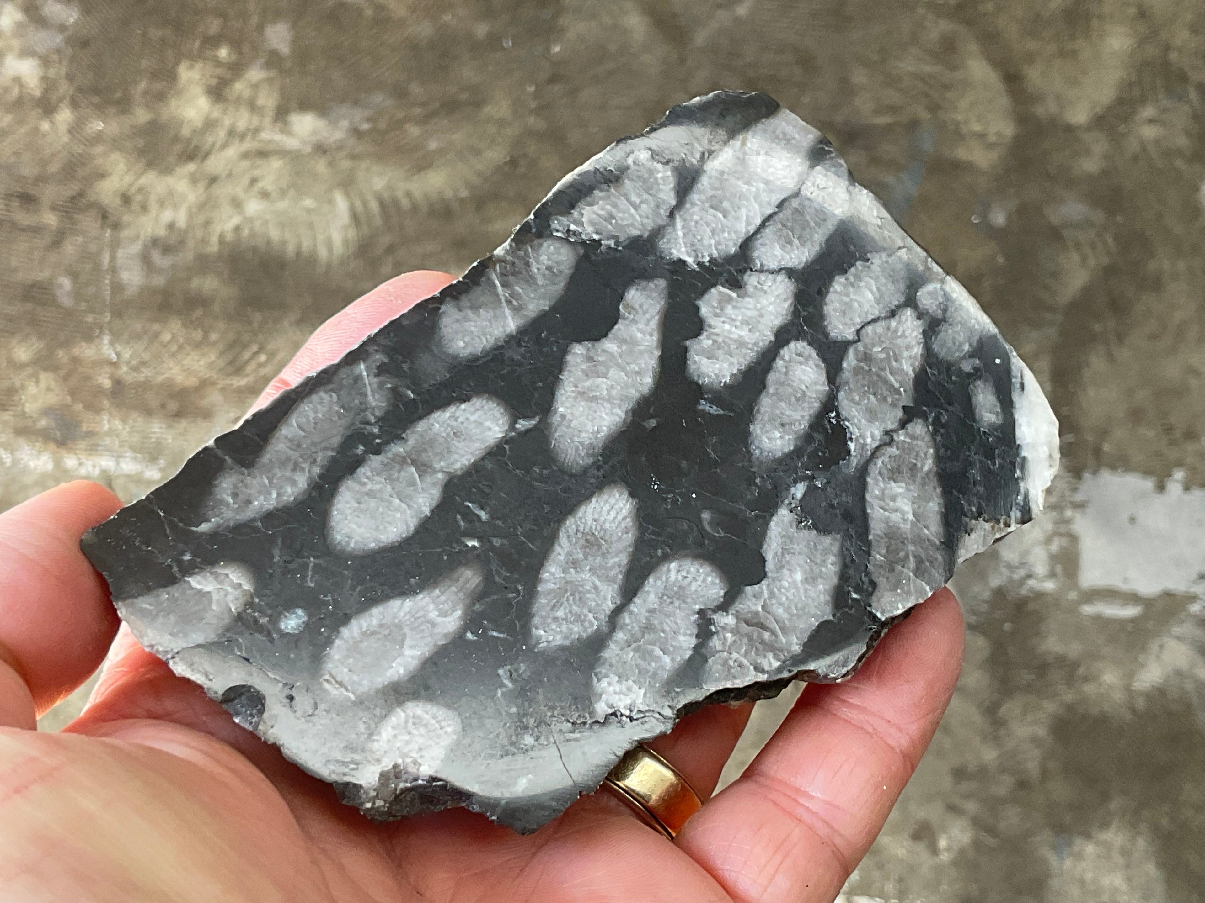 318g Tasmanian Fossilised Coral Specimen E