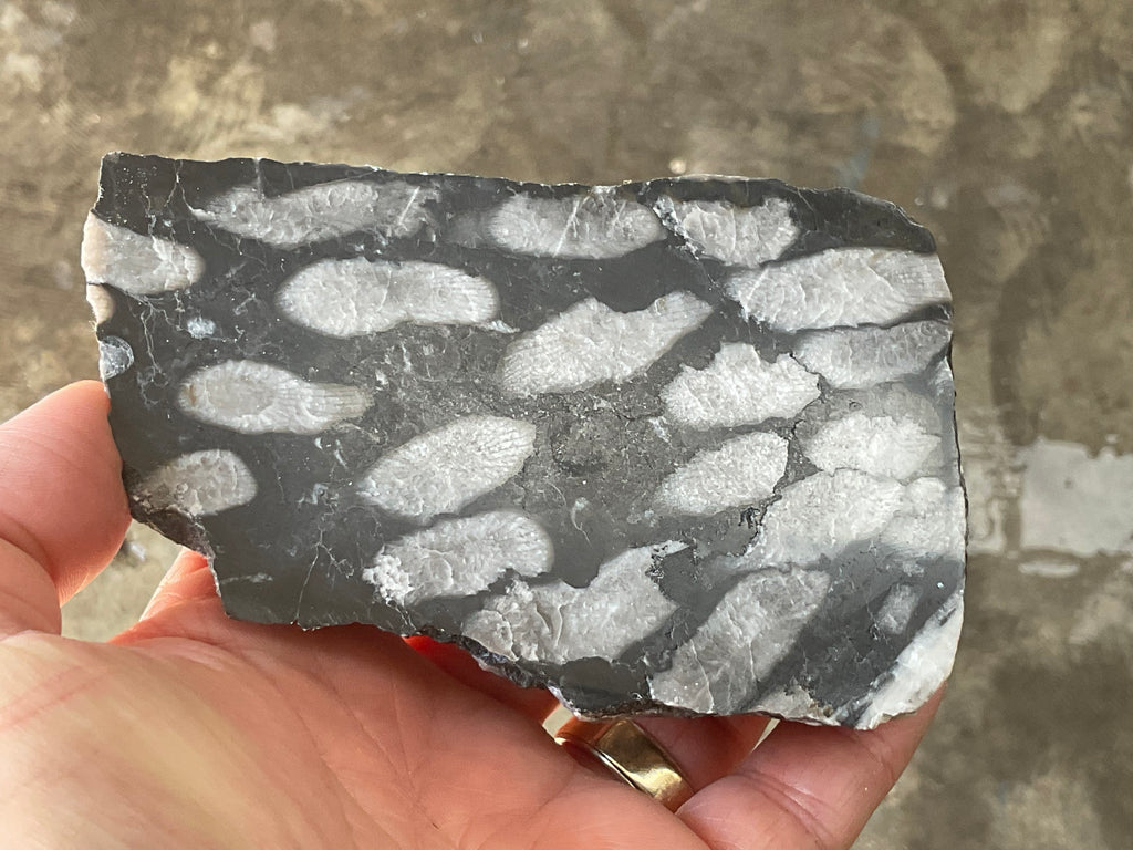 318g Tasmanian Fossilised Coral Specimen E