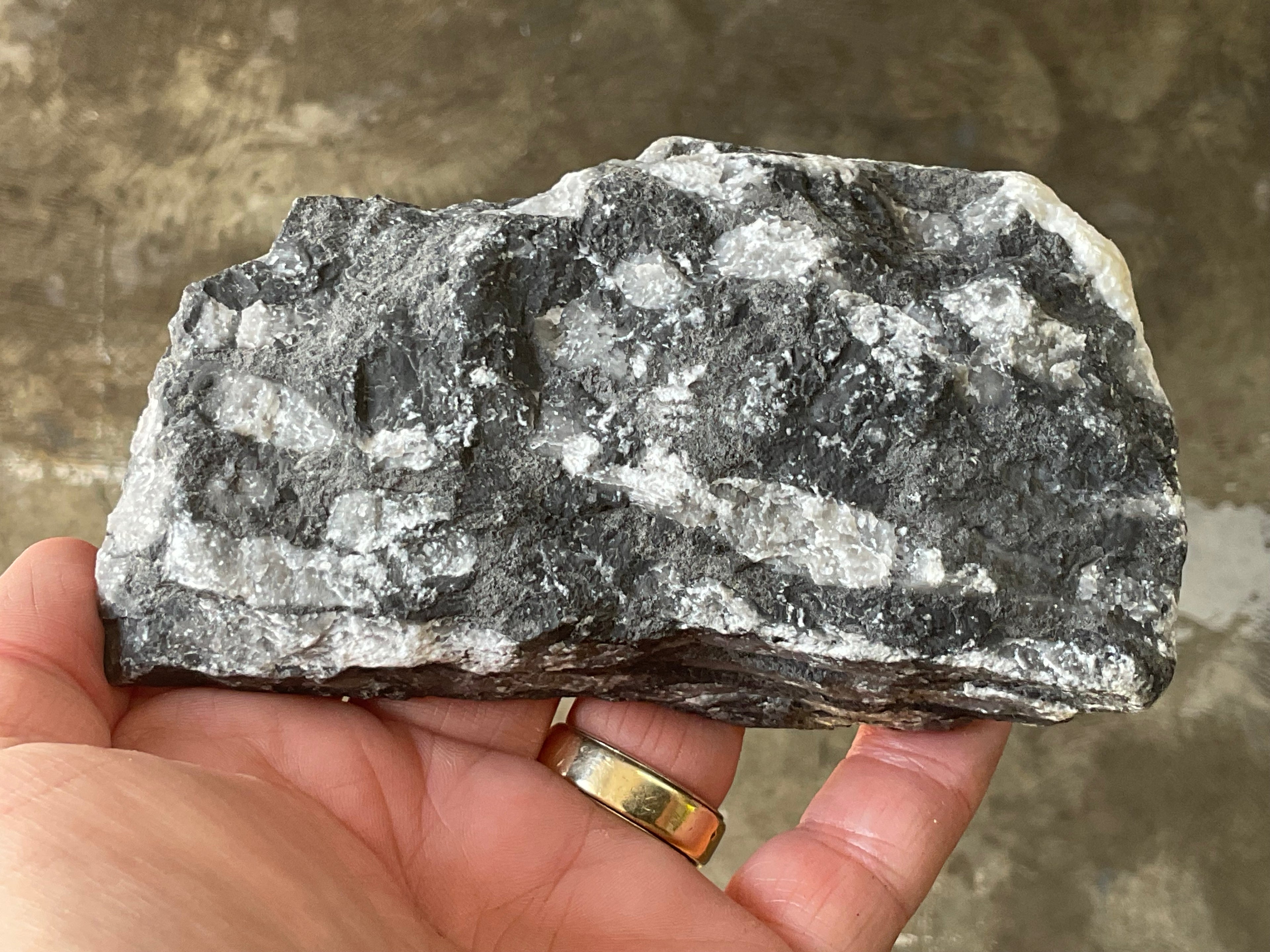 318g Tasmanian Fossilised Coral Specimen E