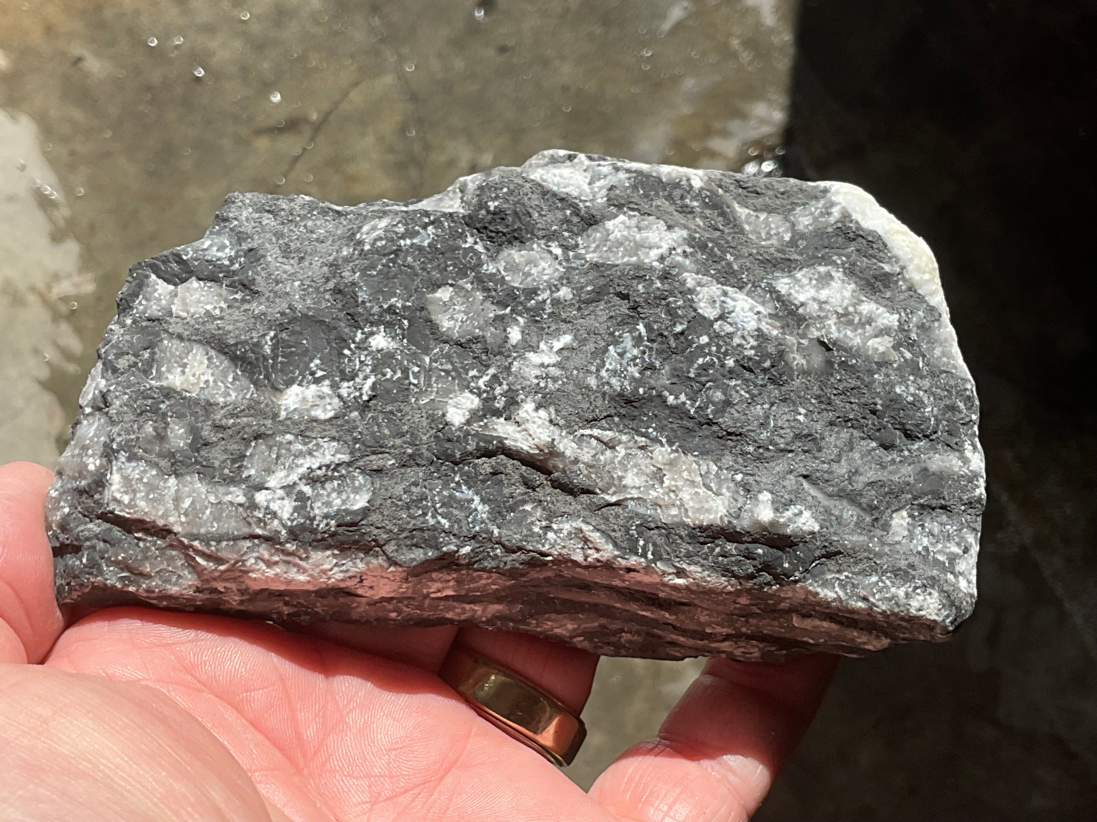 318g Tasmanian Fossilised Coral Specimen E