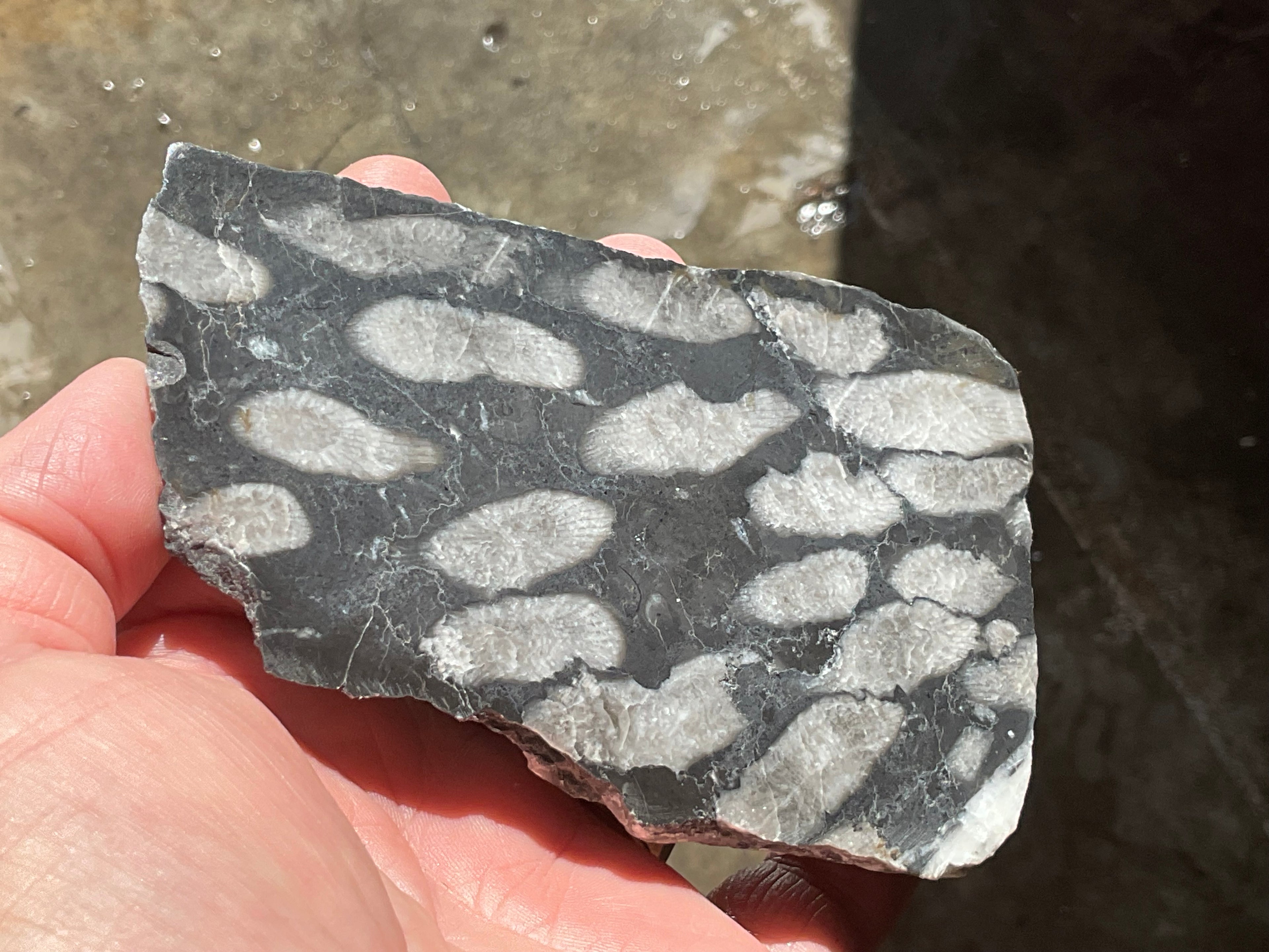 318g Tasmanian Fossilised Coral Specimen E