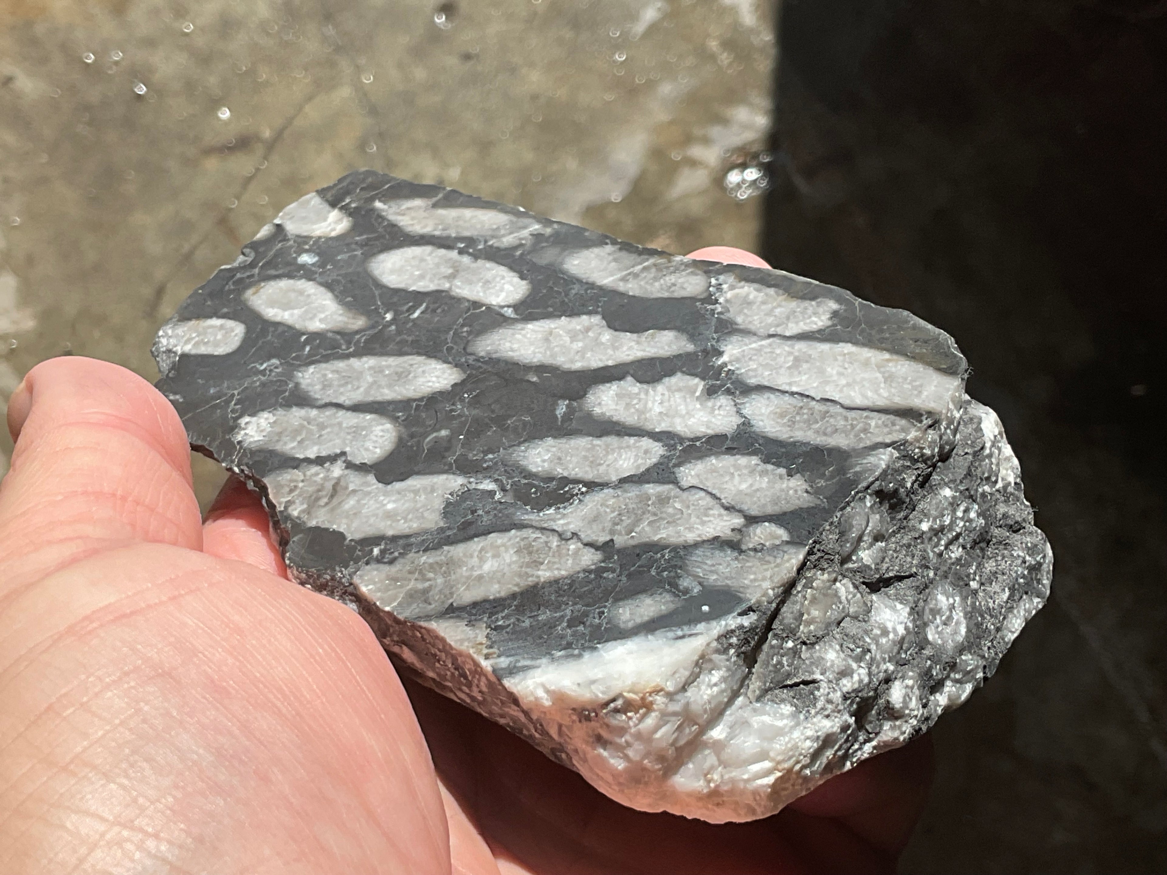 318g Tasmanian Fossilised Coral Specimen E