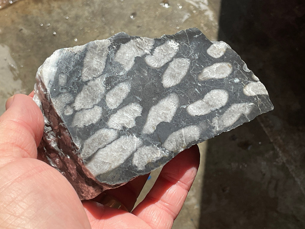 318g Tasmanian Fossilised Coral Specimen E