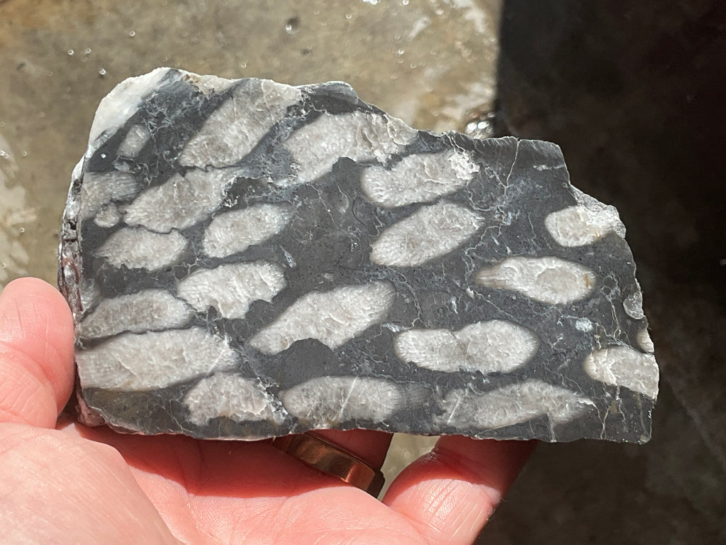 318g Tasmanian Fossilised Coral Specimen E