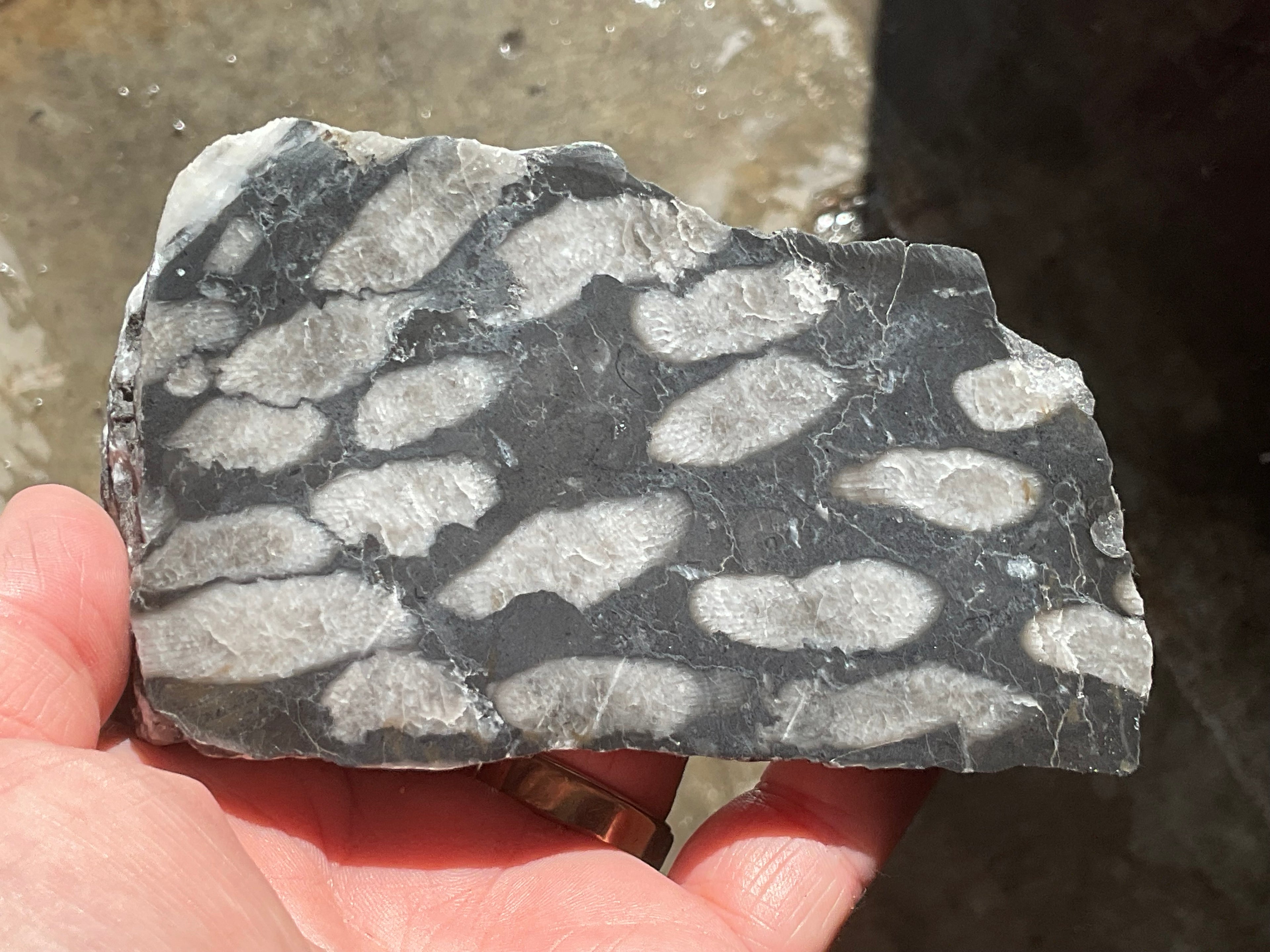 318g Tasmanian Fossilised Coral Specimen E