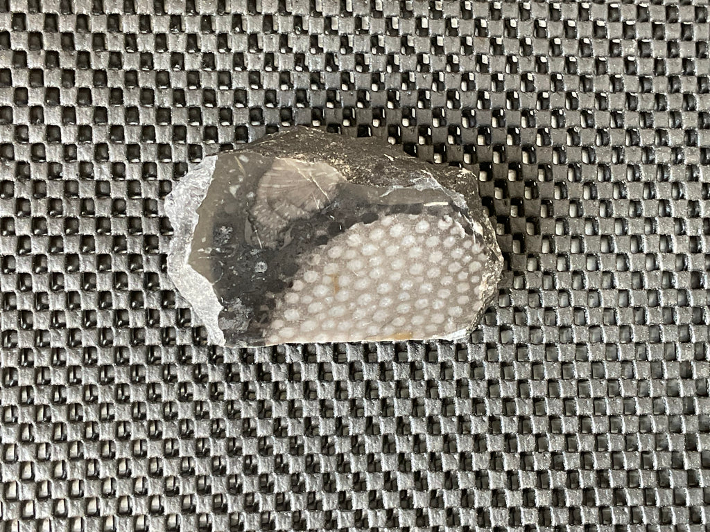 162g Tasmanian Fossilised Coral Specimen D