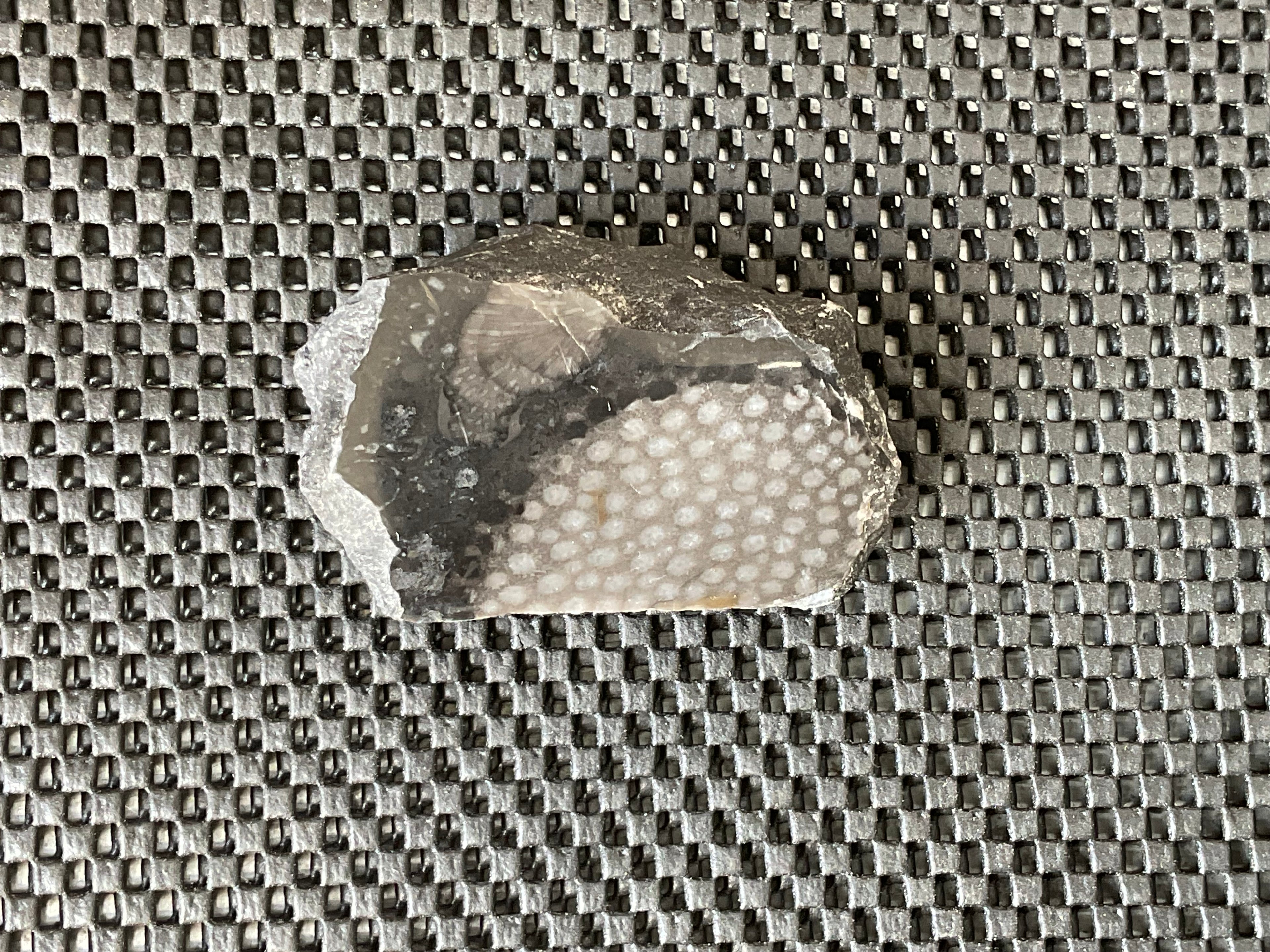 162g Tasmanian Fossilised Coral Specimen D