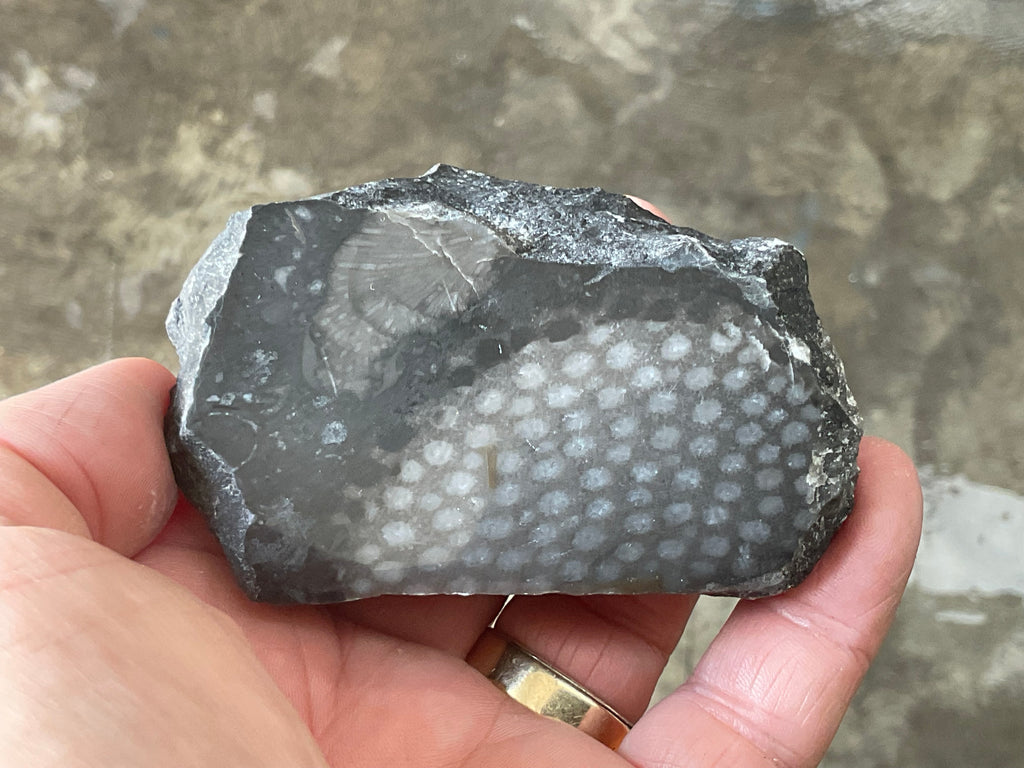162g Tasmanian Fossilised Coral Specimen D