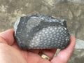 162g Tasmanian Fossilised Coral Specimen D