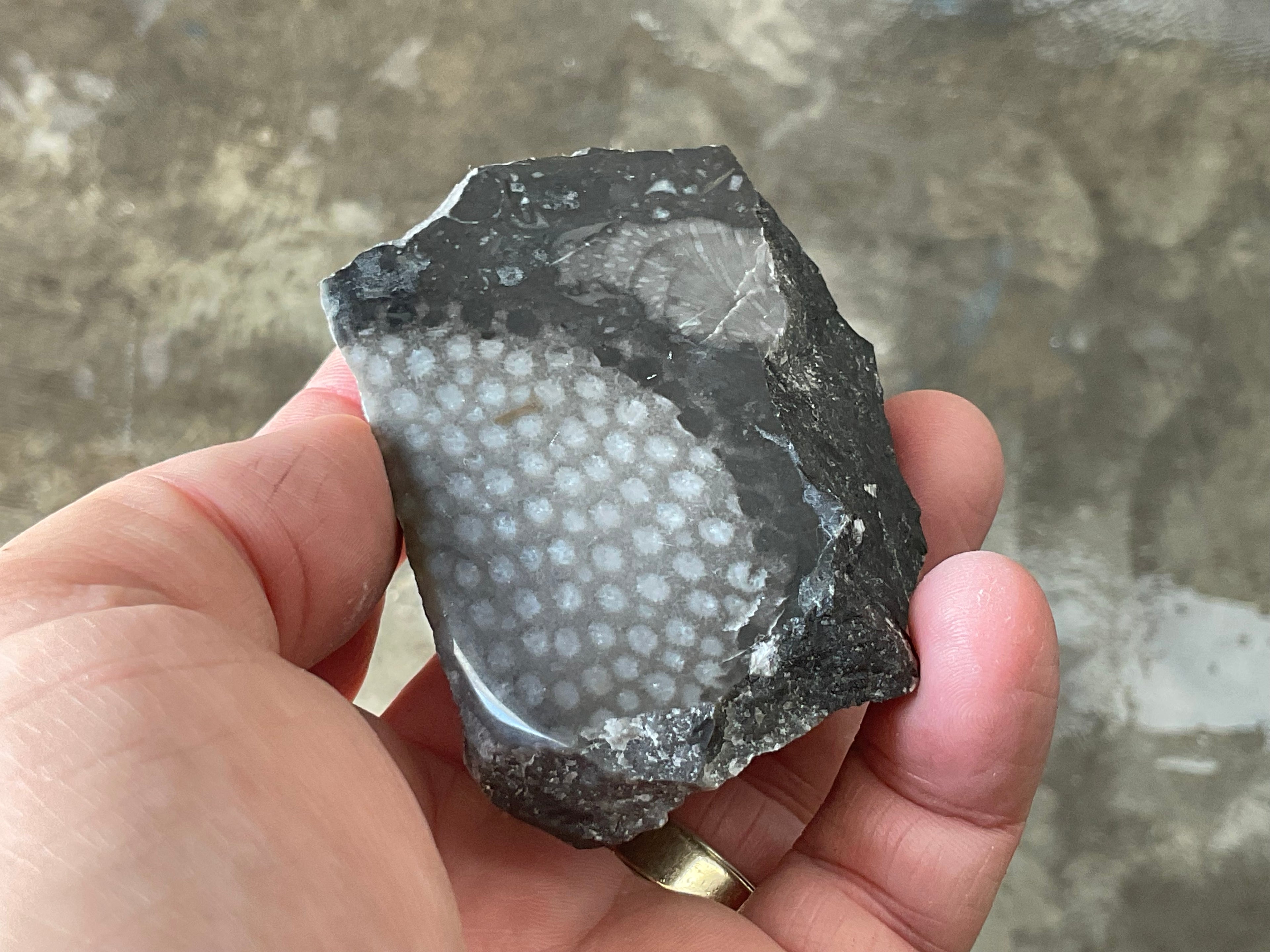 162g Tasmanian Fossilised Coral Specimen D