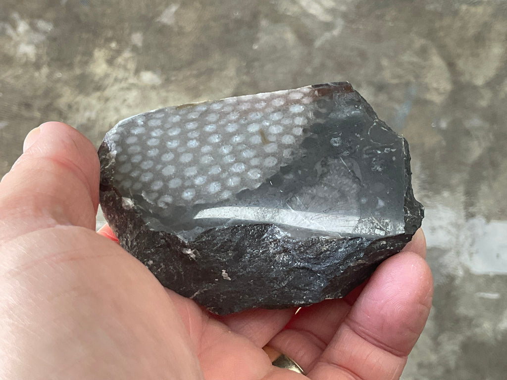 162g Tasmanian Fossilised Coral Specimen D