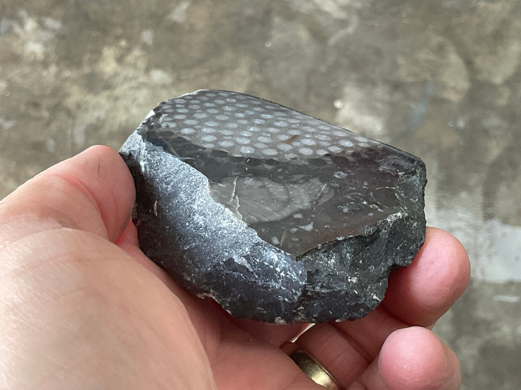 162g Tasmanian Fossilised Coral Specimen D