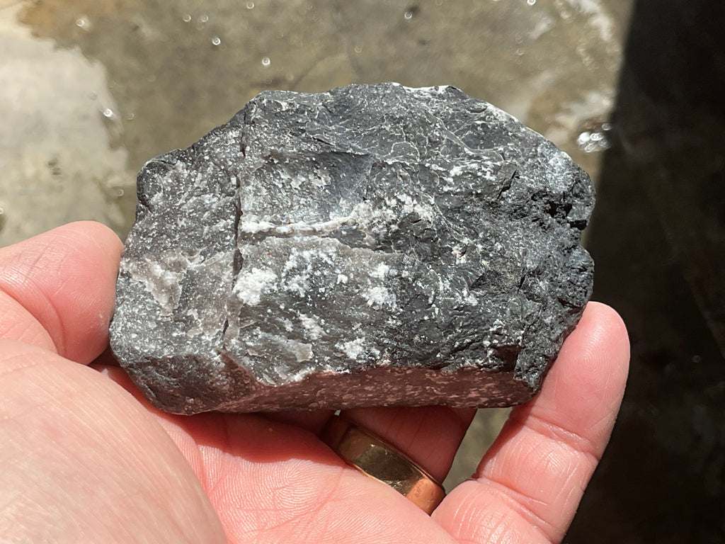 162g Tasmanian Fossilised Coral Specimen D