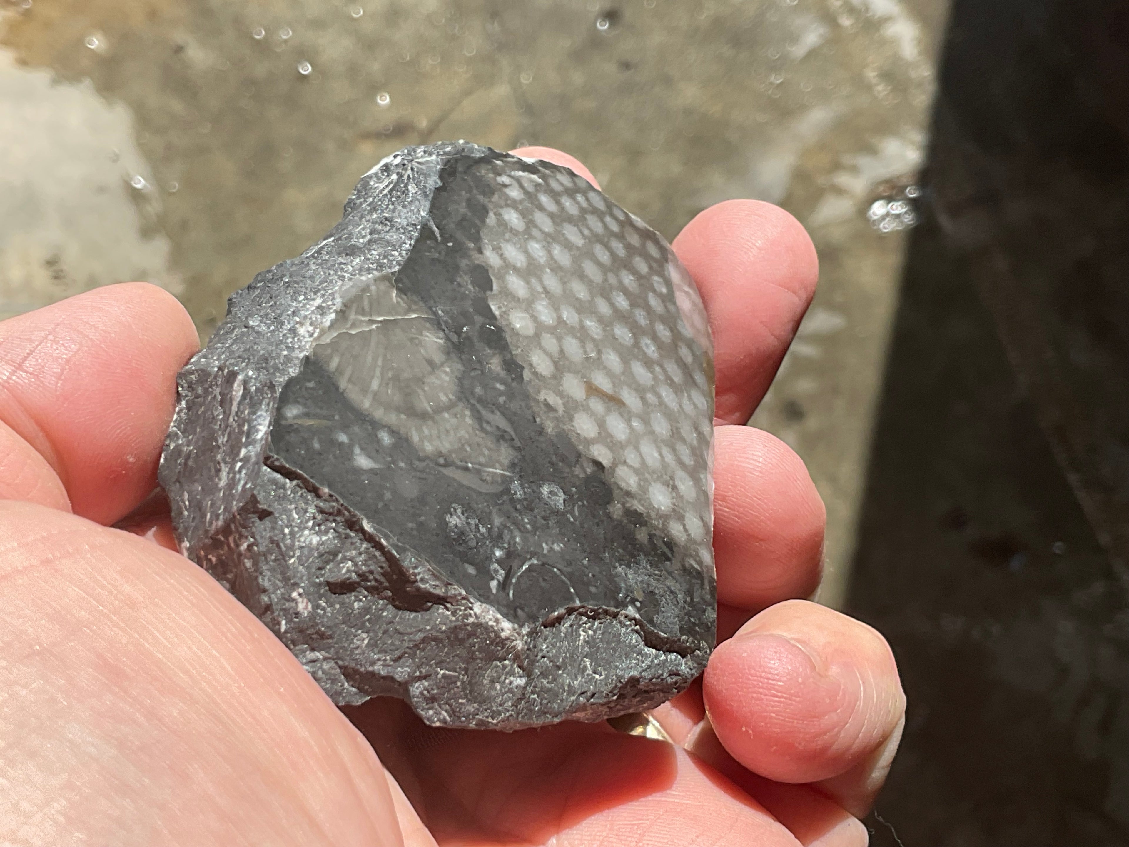 162g Tasmanian Fossilised Coral Specimen D