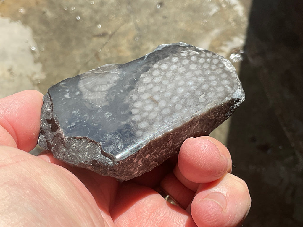 162g Tasmanian Fossilised Coral Specimen D