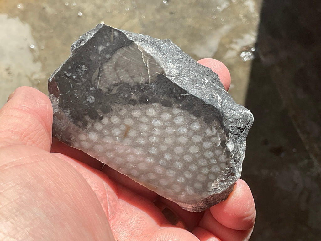 162g Tasmanian Fossilised Coral Specimen D
