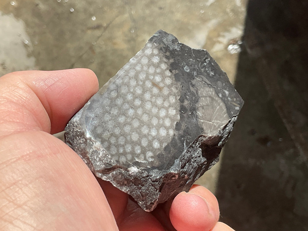 162g Tasmanian Fossilised Coral Specimen D
