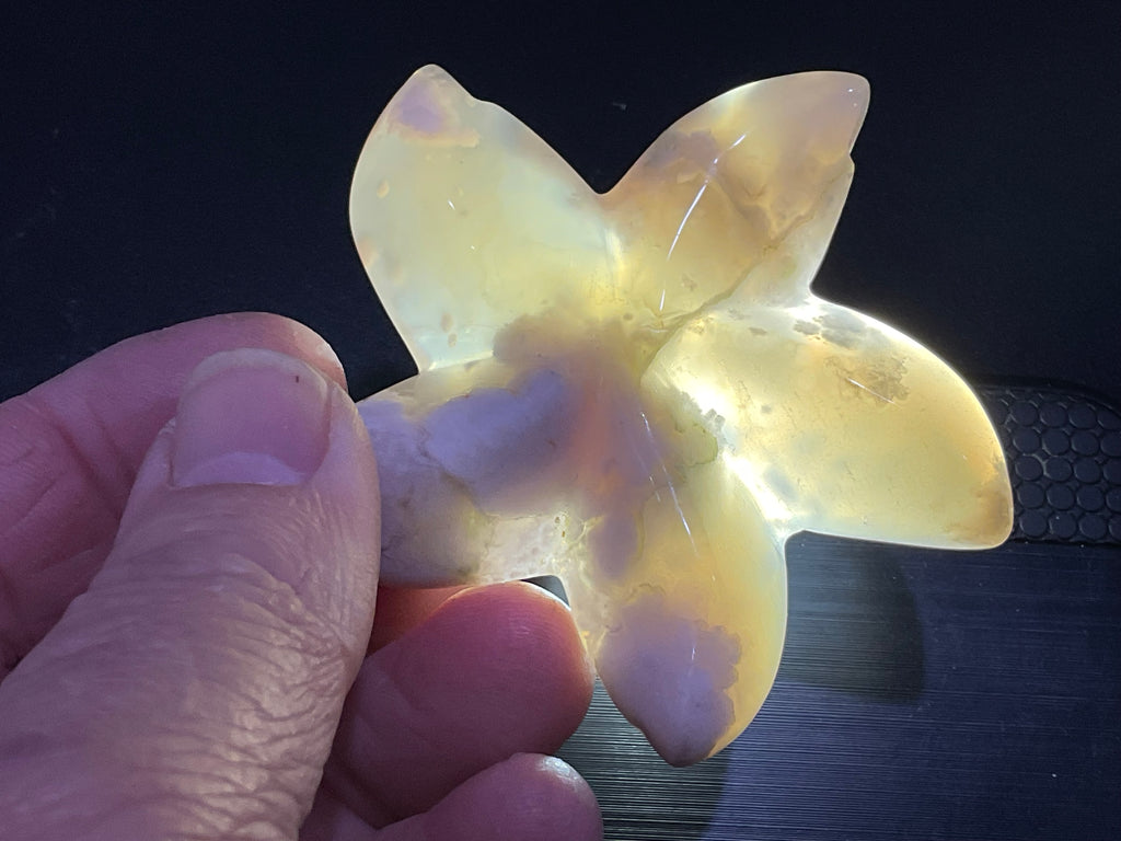 52g Flower Agate Starfish Palmstone 1A