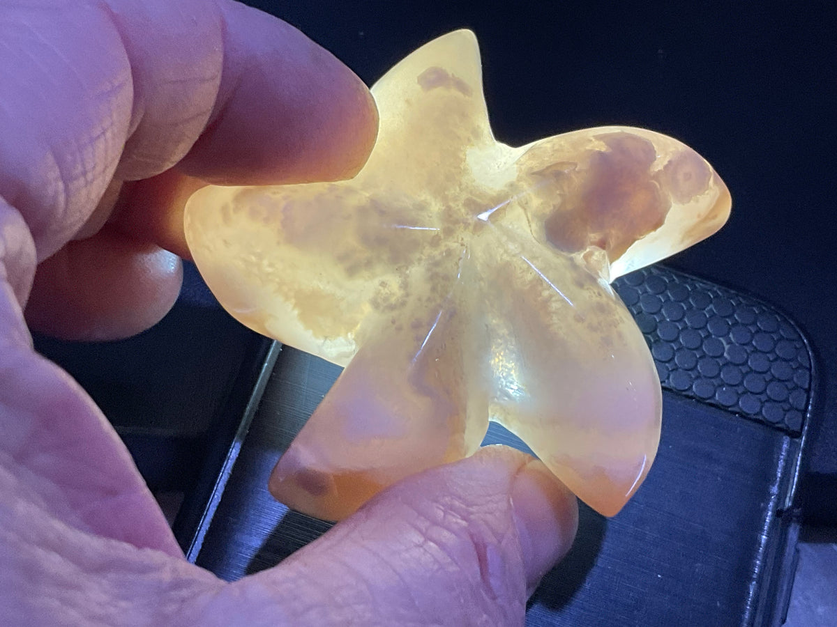 68g Flower Agate Starfish Palmstone 1B