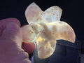 64g Flower Agate Starfish Palmstone 1C
