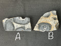 1362g Orbicular Granite Polished Slab A