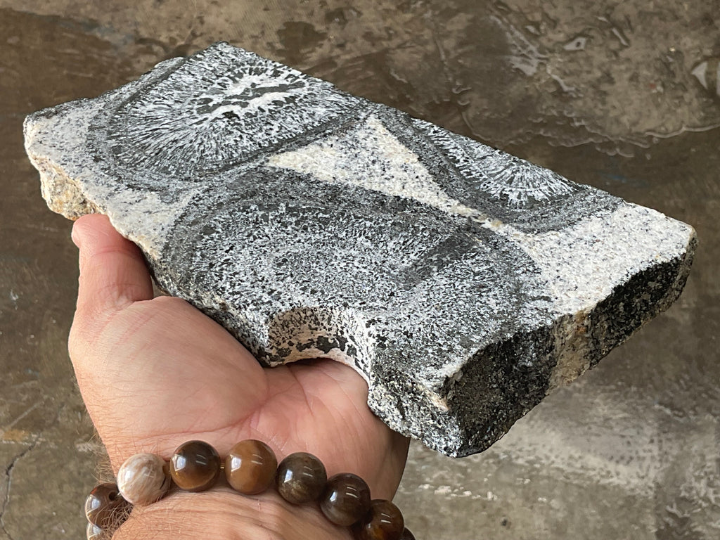 1362g Orbicular Granite Polished Slab A