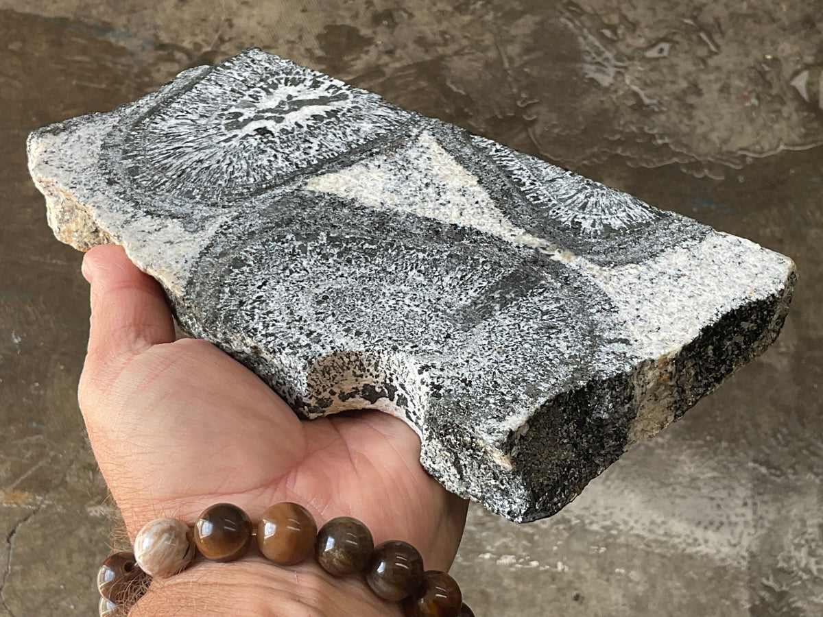 1362g Orbicular Granite Polished Slab A