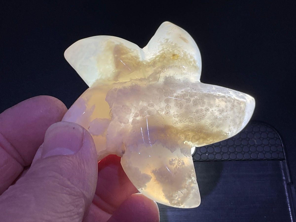 80g Flower Agate Starfish Palmstone 2B