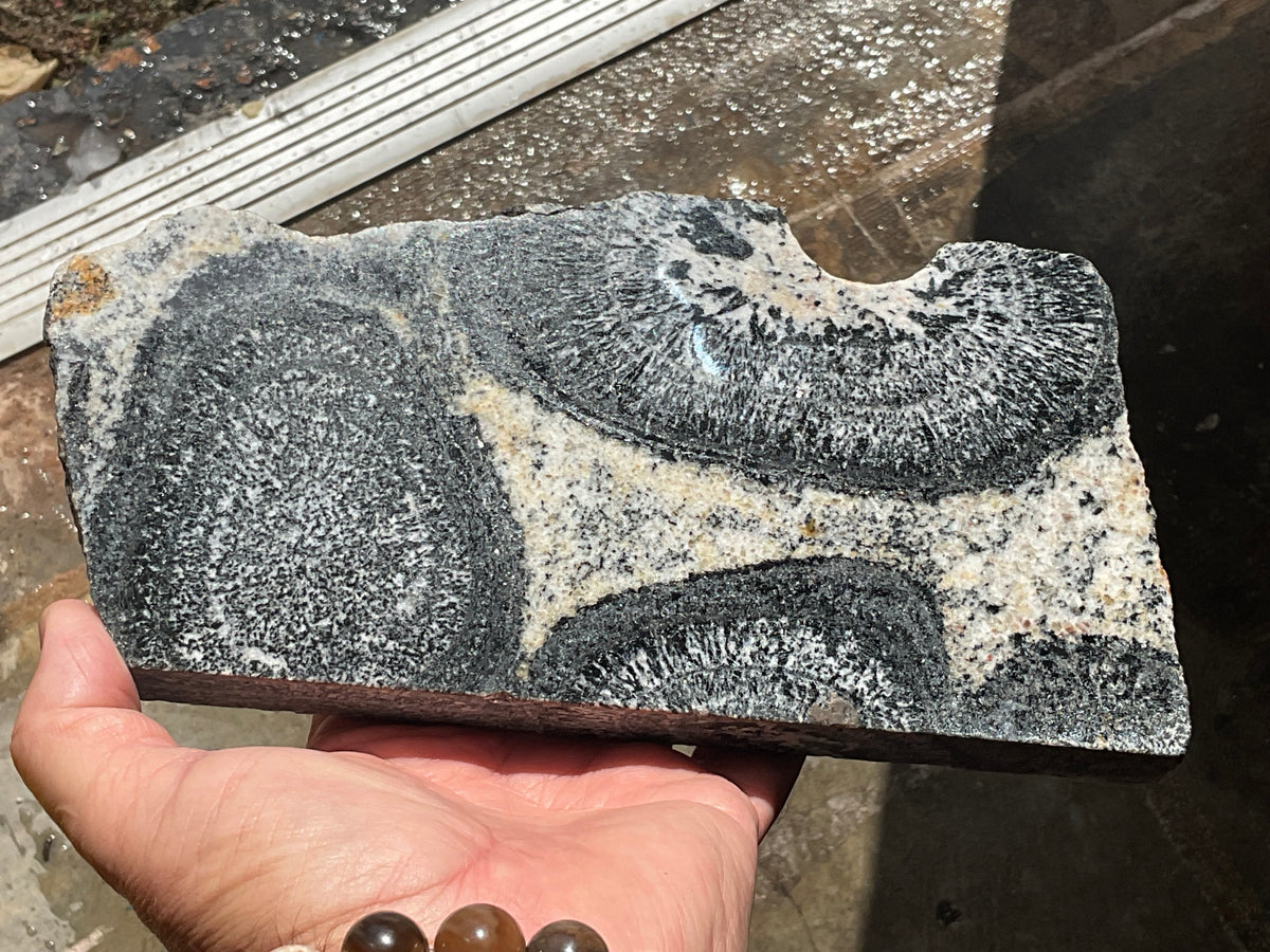 1362g Orbicular Granite Polished Slab A