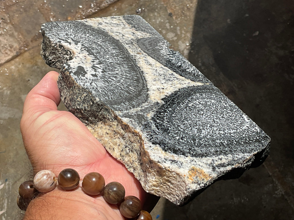 1362g Orbicular Granite Polished Slab A