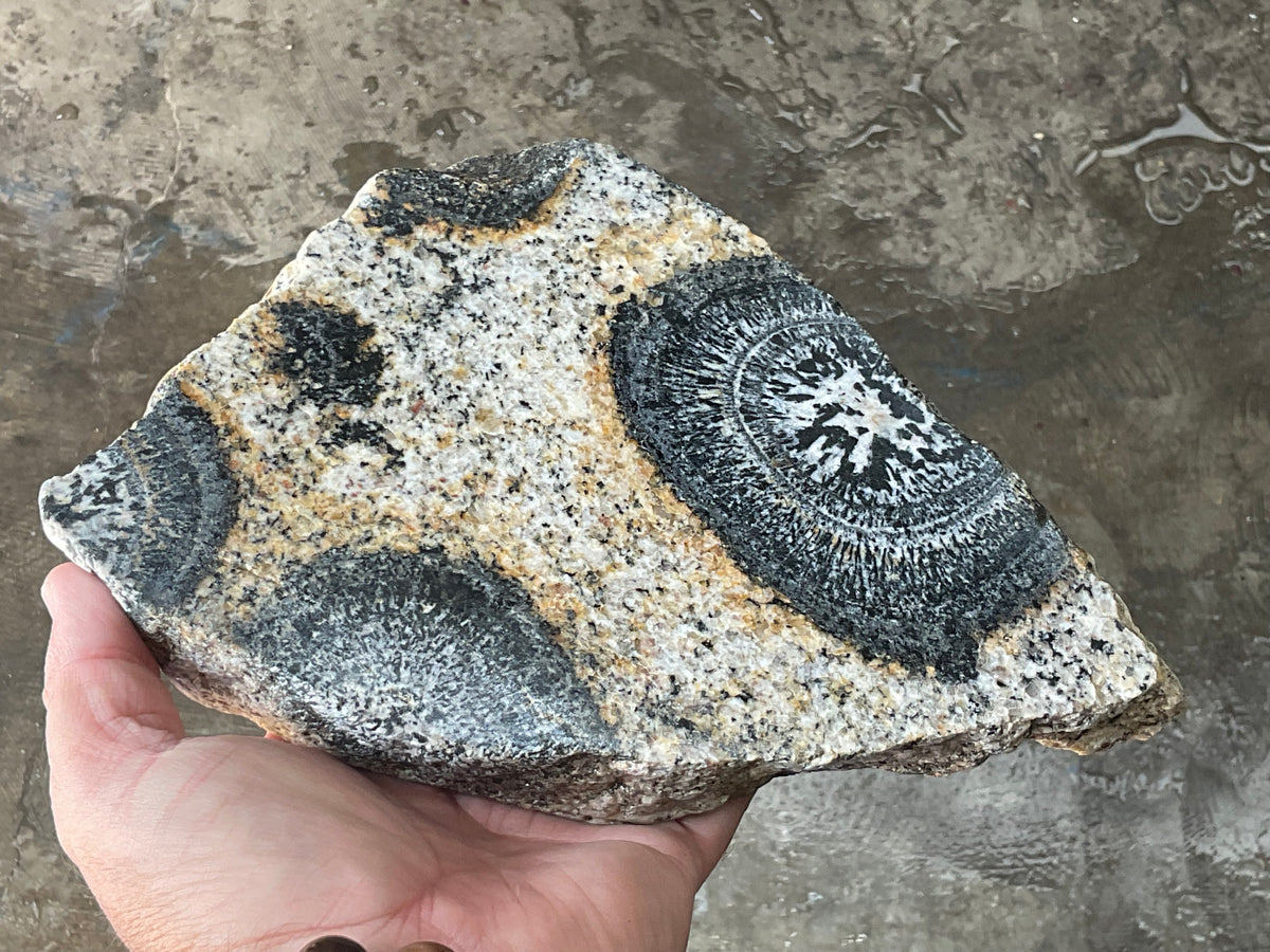 1464g Australian Orbicular Granite Polished Slab B