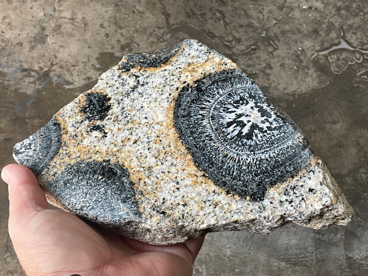 1464g Australian Orbicular Granite Polished Slab B