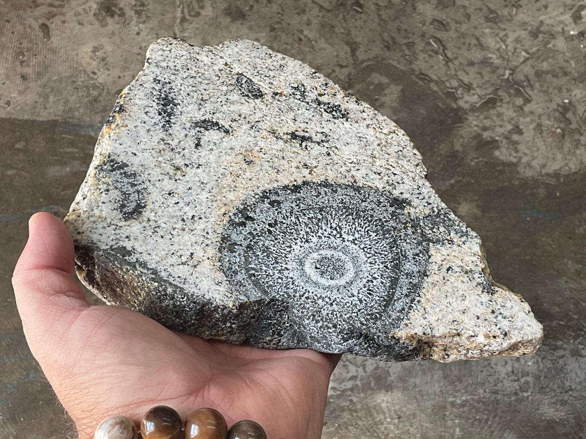 1464g Australian Orbicular Granite Polished Slab B