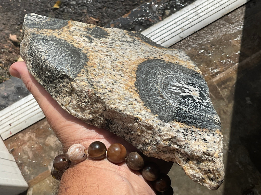 1464g Australian Orbicular Granite Polished Slab B