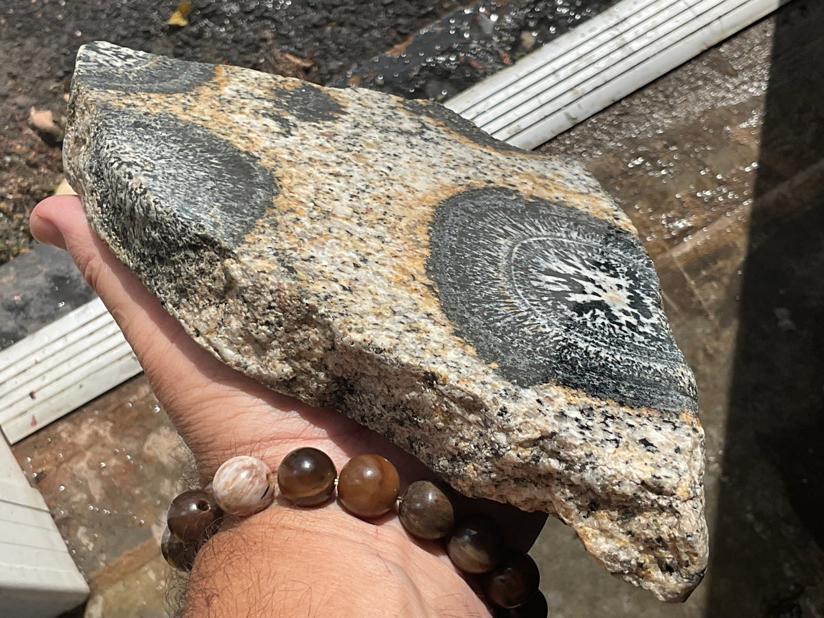 1464g Australian Orbicular Granite Polished Slab B