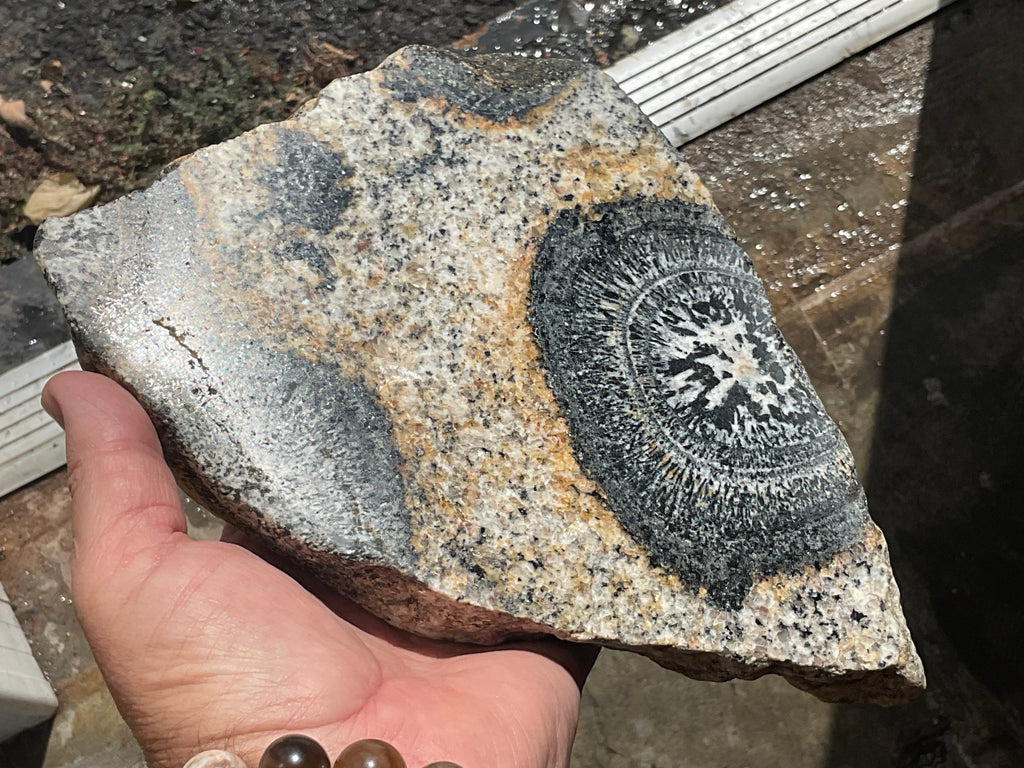 1464g Australian Orbicular Granite Polished Slab B