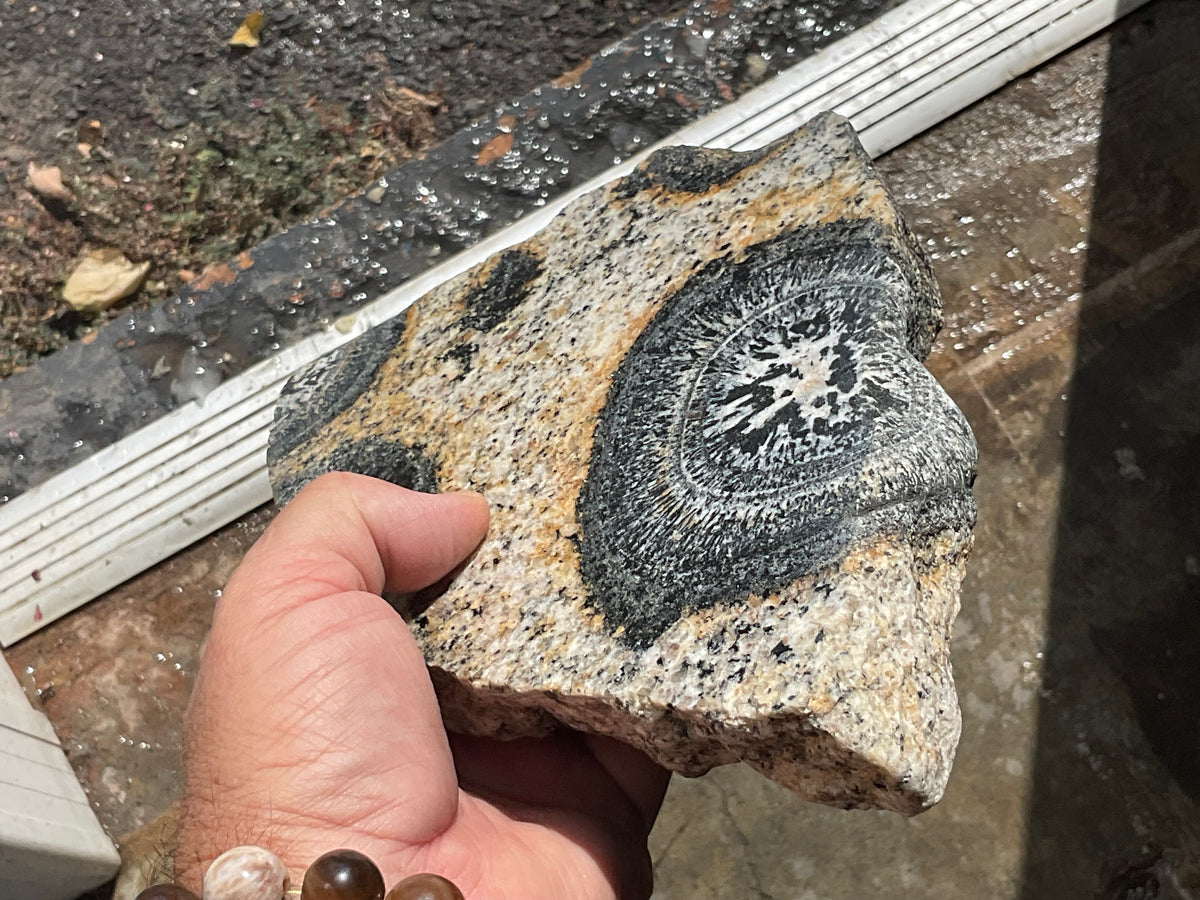 1464g Australian Orbicular Granite Polished Slab B