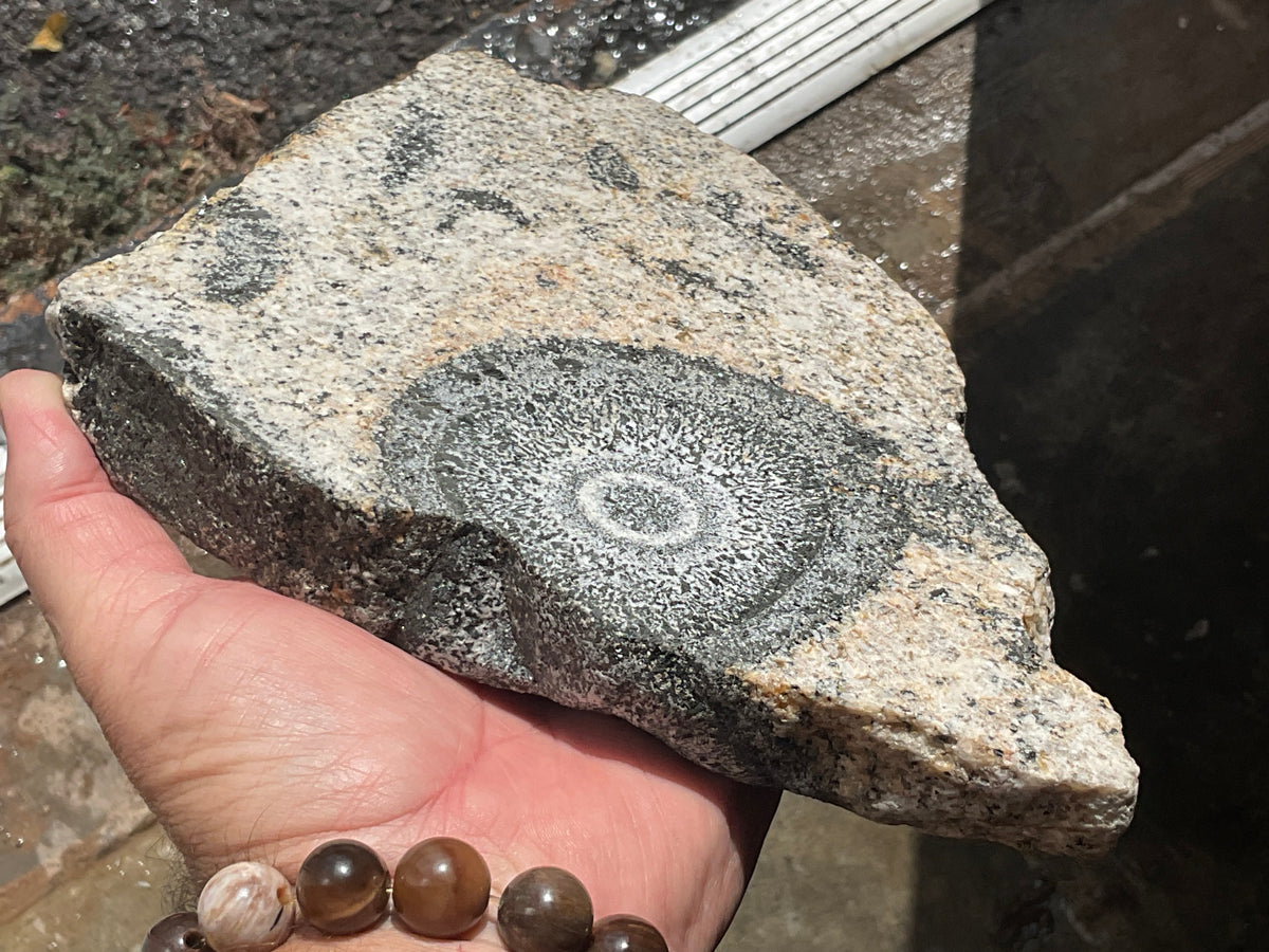 1464g Australian Orbicular Granite Polished Slab B